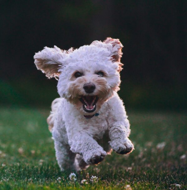 shallow focus photography of white shih tzu puppy running on the grass